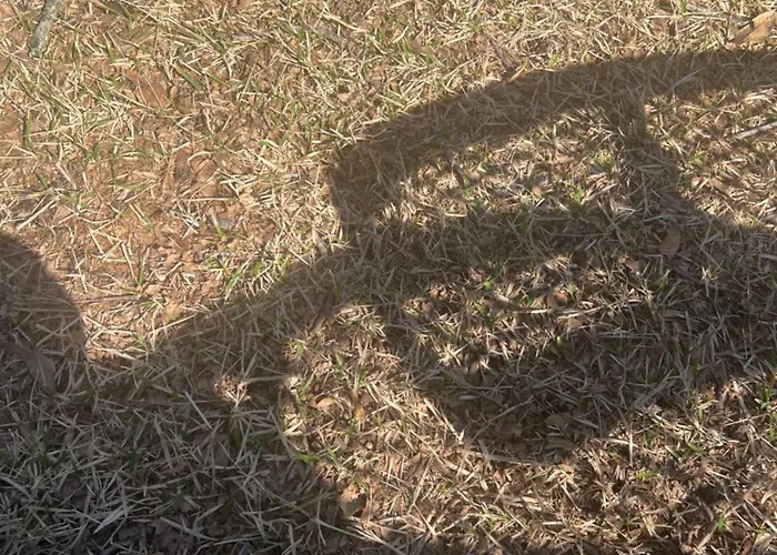 Dna